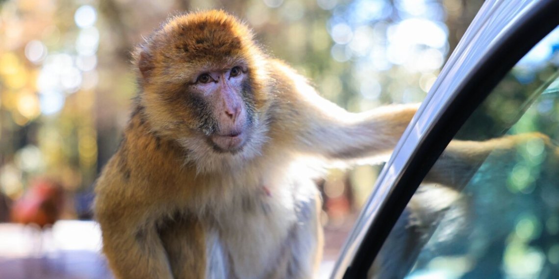 Excursión a Azrou desde Fez